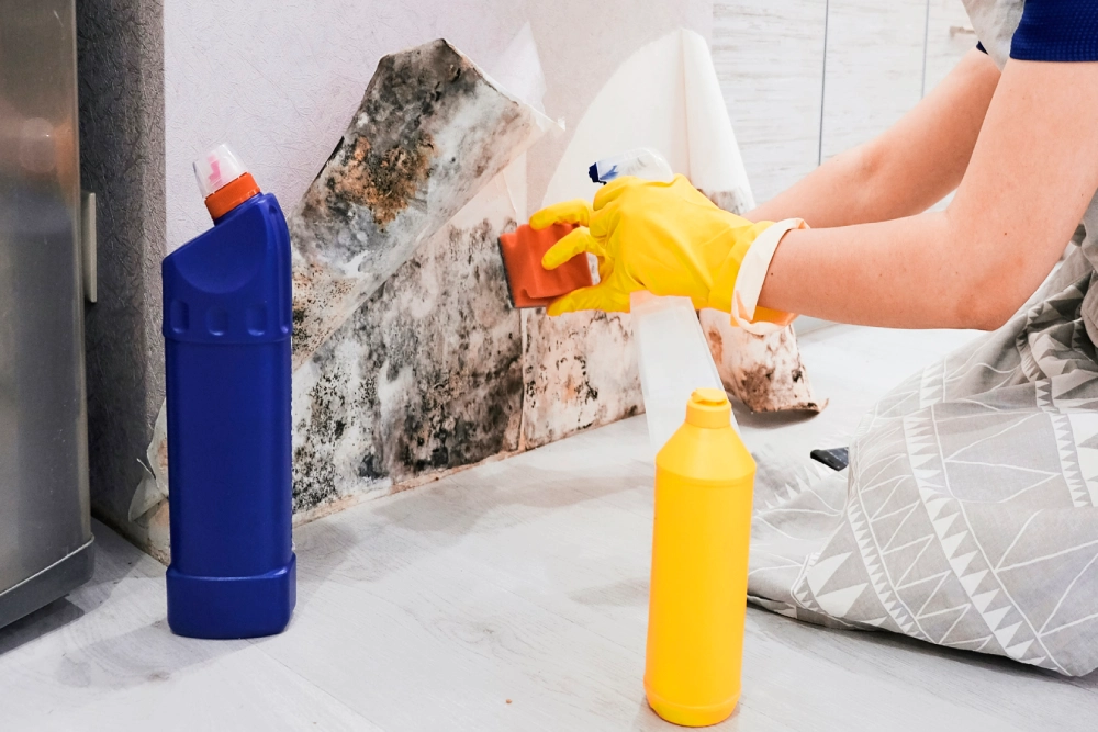 A person wearing gloves uses a sponge to clean mold on a wall. Two cleaning bottles, one blue and one yellow, are on the floor nearby.